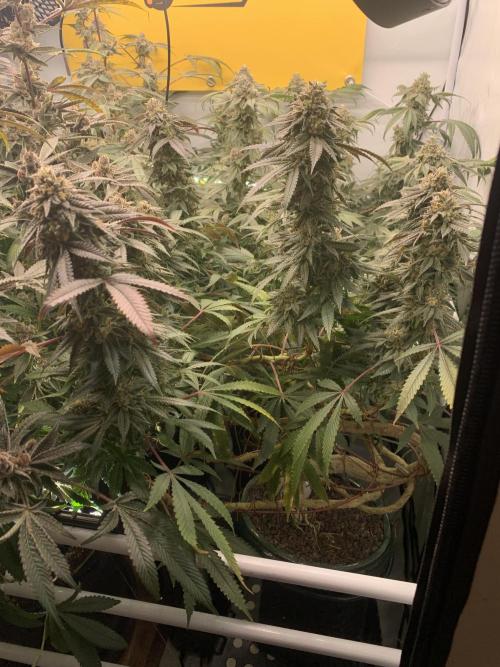1.Bonsai: Lemon Cherry Runtz✌️. Week 27 - 24.5.