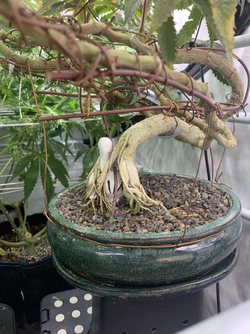 1.Bonsai: Lemon Cherry Runtz✌️. Week 27 - 24.5.