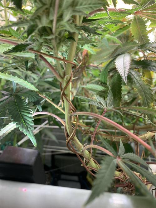 1.Bonsai: Lemon Cherry Runtz✌️. Week 27 - 24.5.