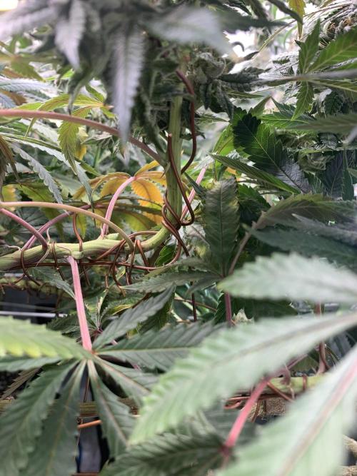 1.Bonsai: Lemon Cherry Runtz✌️. Week 27 - 24.5.