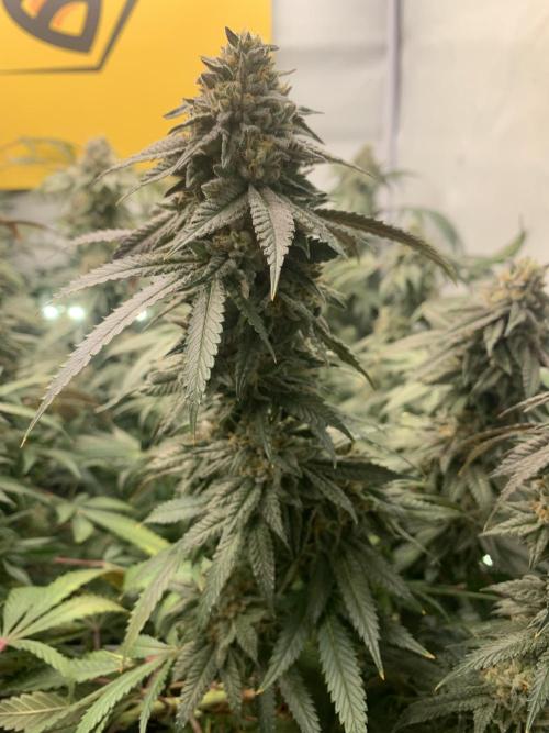 1.Bonsai: Lemon Cherry Runtz✌️. Week 27 - 24.5.