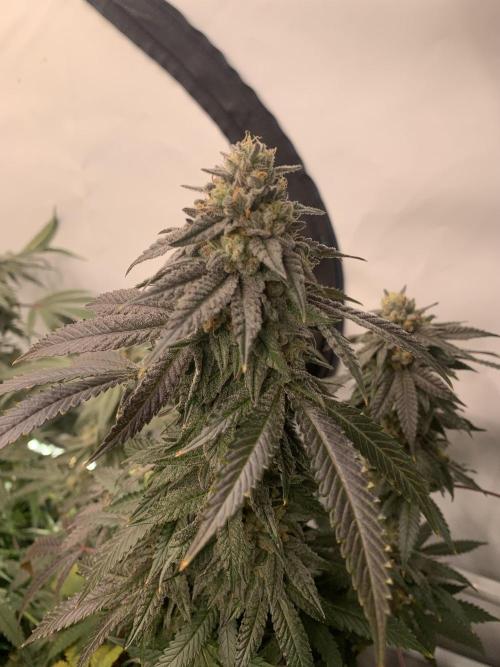 1.Bonsai: Lemon Cherry Runtz✌️. Week 27 - 24.5.