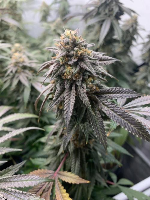 1.Bonsai: Lemon Cherry Runtz✌️. Week 27 - 24.5.