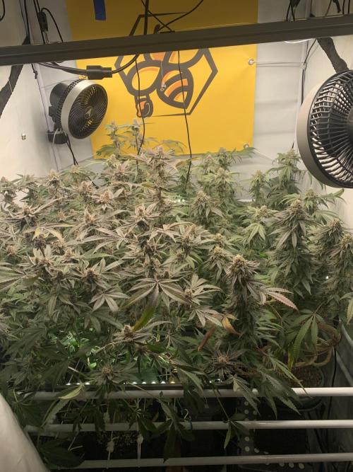 7.Grow: Kmintz & Radical Juice. Week 19 - 24.5.