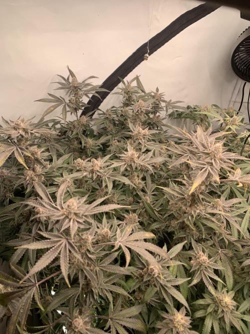 7.Grow: Kmintz & Radical Juice. Week 19 - 24.5. Radical Juice #1