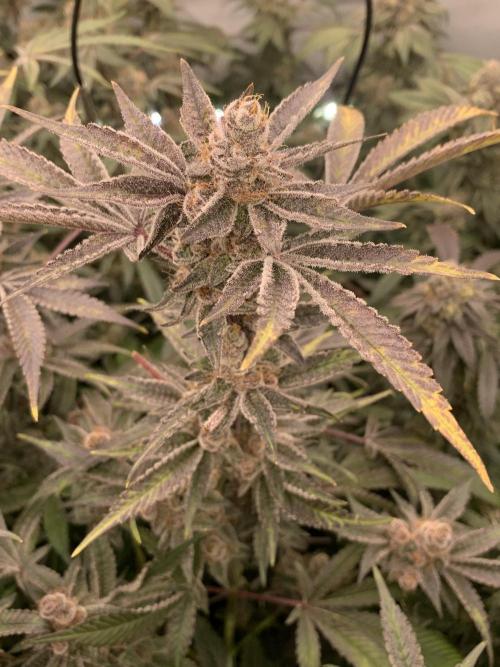 7.Grow: Kmintz & Radical Juice. Week 19 - 24.5. Radical Juice #1