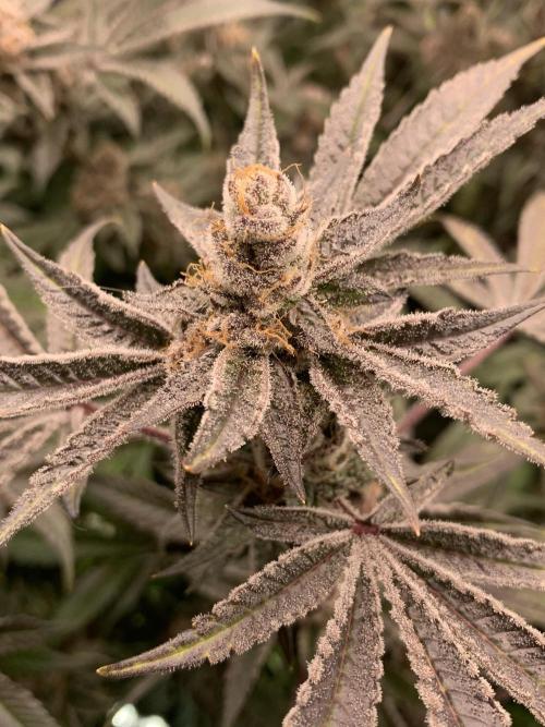 7.Grow: Kmintz & Radical Juice. Week 19 - 24.5. Radical Juice #1