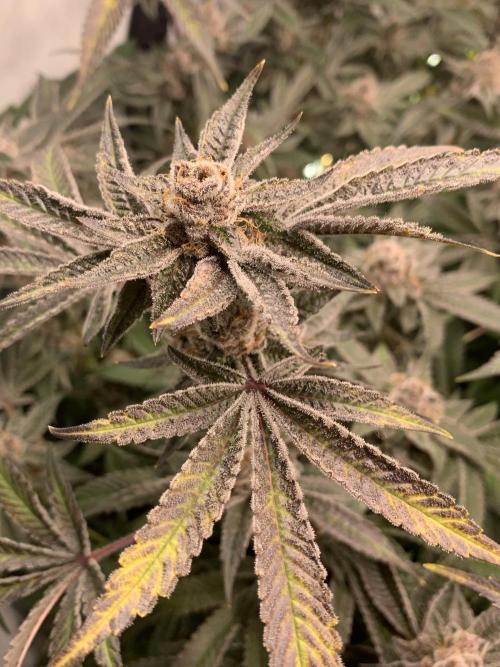 7.Grow: Kmintz & Radical Juice. Week 19 - 24.5. Radical Juice #1