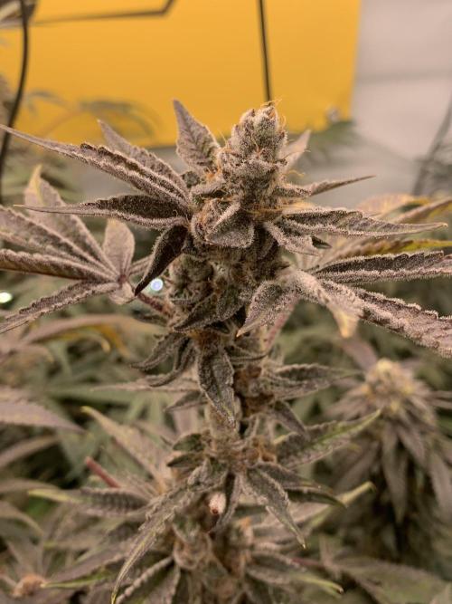 7.Grow: Kmintz & Radical Juice. Week 19 - 24.5. Radical Juice #1