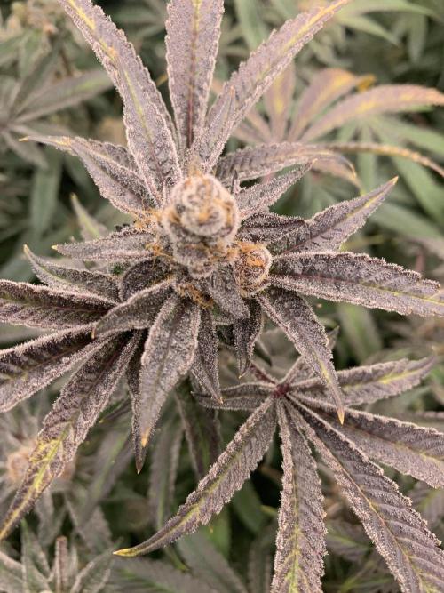 7.Grow: Kmintz & Radical Juice. Week 19 - 24.5. Radical Juice #1