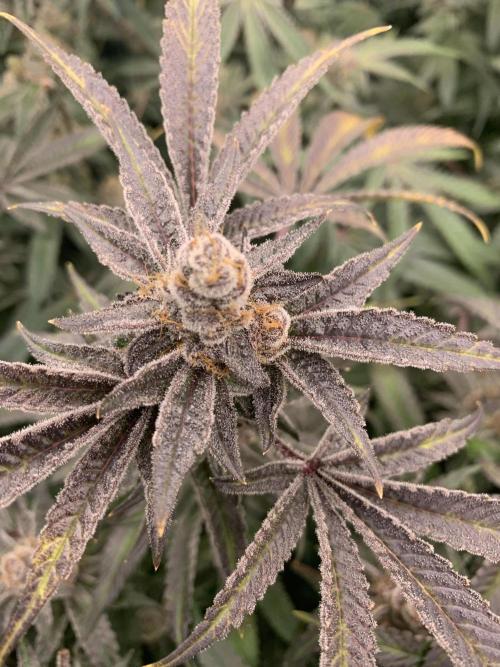 7.Grow: Kmintz & Radical Juice. Week 19 - 24.5. Radical Juice #1
