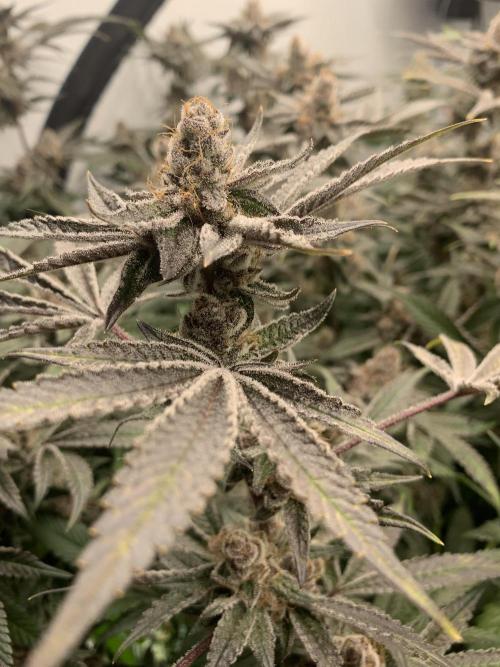 7.Grow: Kmintz & Radical Juice. Week 19 - 24.5. Radical Juice #1