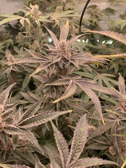 7.Grow: Kmintz & Radical Juice. Week 19 - 24.5. Radical Juice #1