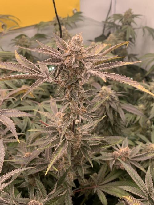 7.Grow: Kmintz & Radical Juice. Week 19 - 24.5. Radical Juice #1