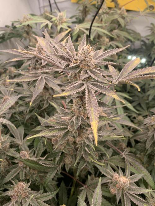 7.Grow: Kmintz & Radical Juice. Week 19 - 24.5. Radical Juice #1