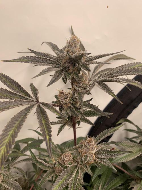 7.Grow: Kmintz & Radical Juice. Week 19 - 24.5. Radical Juice #1