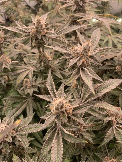 7.Grow: Kmintz & Radical Juice. Week 19 - 24.5. Radical Juice #1