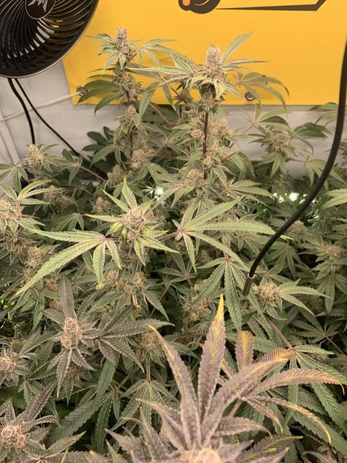 7.Grow: Kmintz & Radical Juice. Week 19 - 24.5. Radical Juice #2