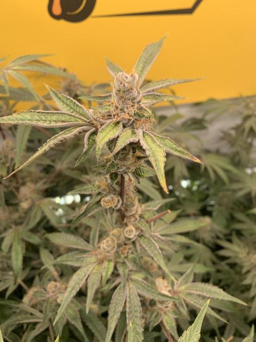 7.Grow: Kmintz & Radical Juice. Week 19 - 24.5. Radical Juice #2
