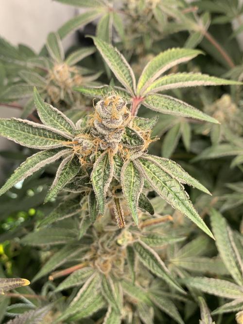 7.Grow: Kmintz & Radical Juice. Week 19 - 24.5. Radical Juice #2