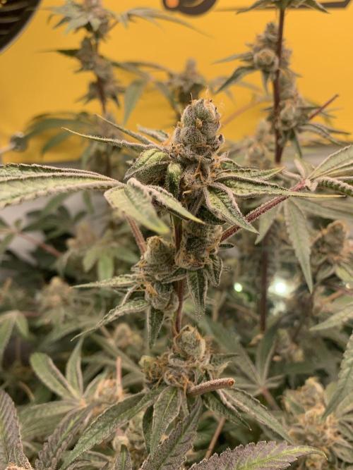 7.Grow: Kmintz & Radical Juice. Week 19 - 24.5. Radical Juice #2