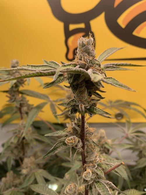 7.Grow: Kmintz & Radical Juice. Week 19 - 24.5. Radical Juice #2