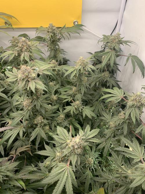 7.Grow: Kmintz & Radical Juice. Week 19 - 24.5. Kmintz