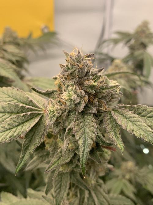 7.Grow: Kmintz & Radical Juice. Week 19 - 24.5. Kmintz