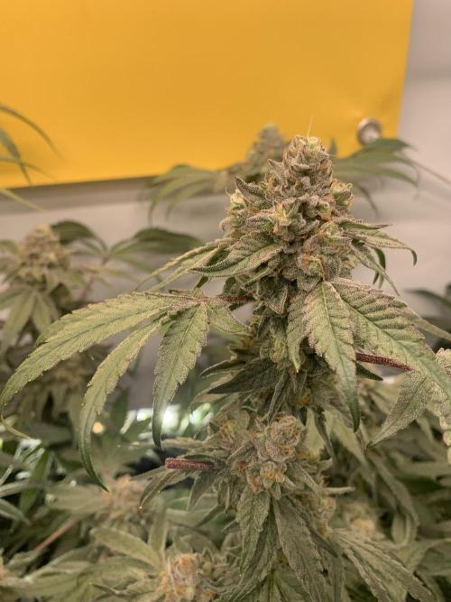 7.Grow: Kmintz & Radical Juice. Week 19 - 24.5. Kmintz