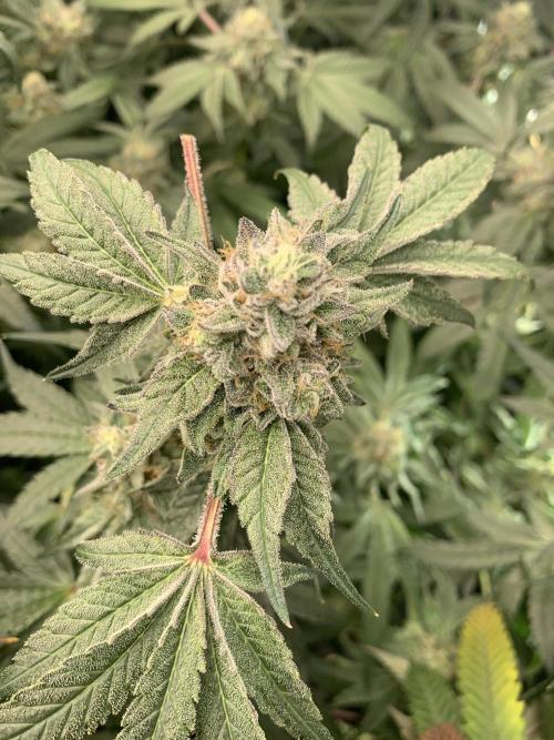 7.Grow: Kmintz & Radical Juice. Week 19 - 24.5. Kmintz