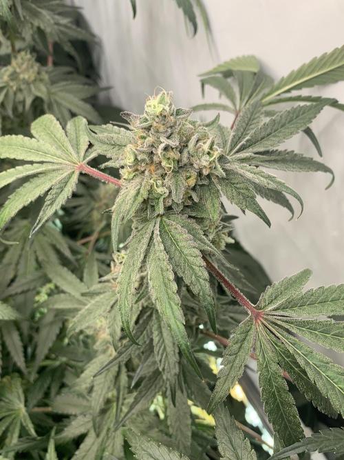 7.Grow: Kmintz & Radical Juice. Week 19 - 24.5. Kmintz