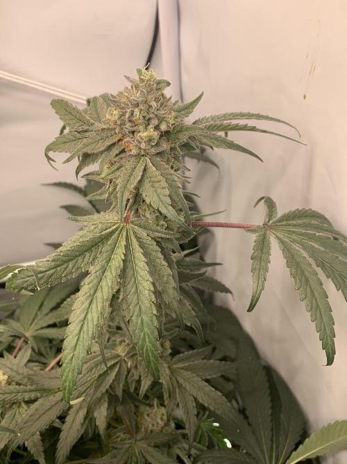 7.Grow: Kmintz & Radical Juice. Week 19 - 24.5. Kmintz