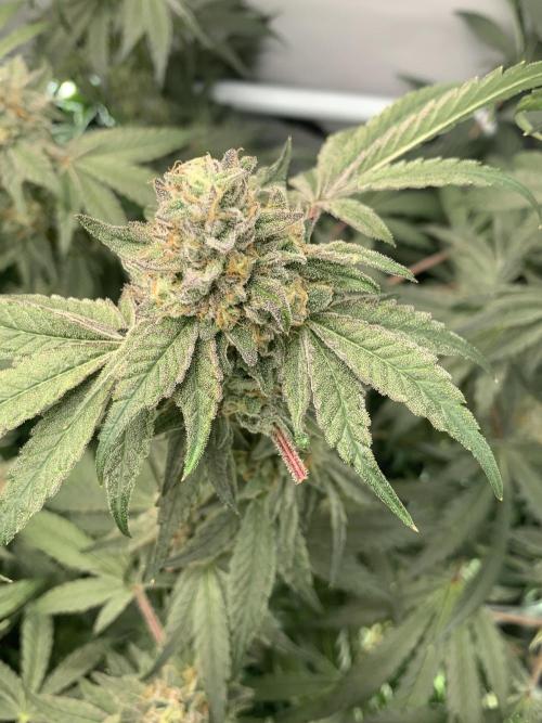 7.Grow: Kmintz & Radical Juice. Week 19 - 24.5. Kmintz