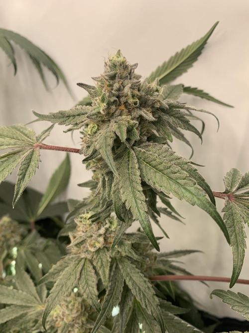 7.Grow: Kmintz & Radical Juice. Week 19 - 24.5. Kmintz