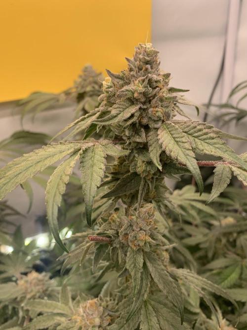 7.Grow: Kmintz & Radical Juice. Week 19 - 24.5. Kmintz