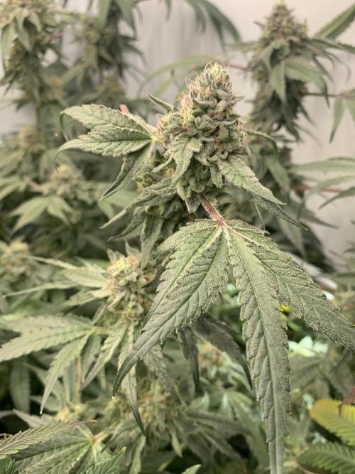 7.Grow: Kmintz & Radical Juice. Week 19 - 24.5. Kmintz