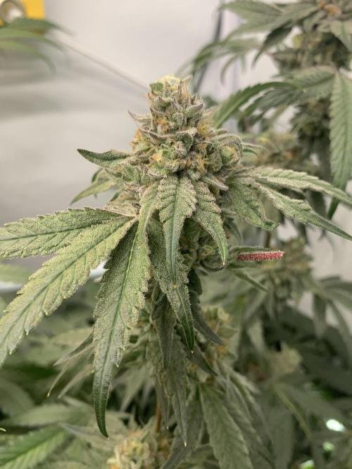 7.Grow: Kmintz & Radical Juice. Week 19 - 24.5. Kmintz