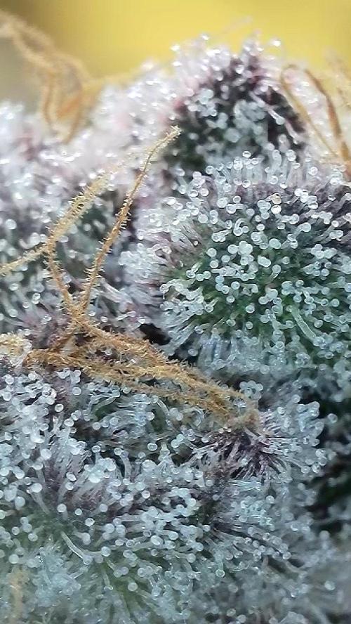 7.Grow: Kmintz & Radical Juice. Week 19 - 24.5. Radical Juice #1
