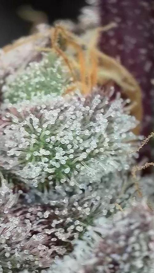 7.Grow: Kmintz & Radical Juice. Week 19 - 24.5. Radical Juice #1