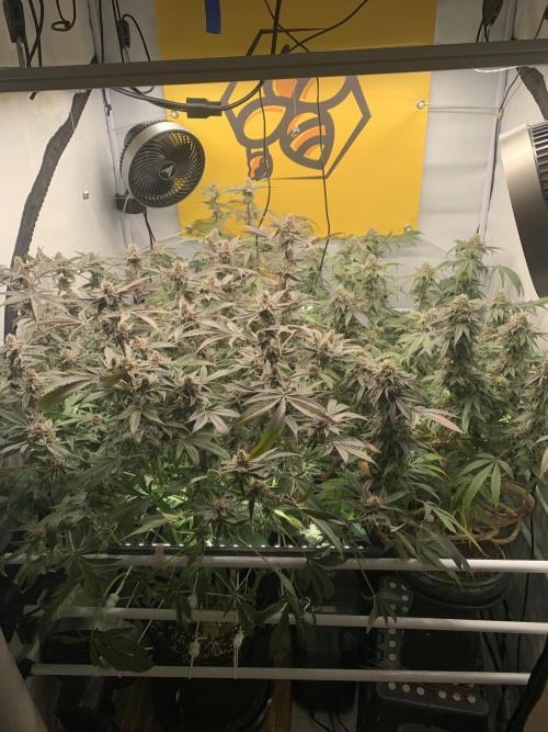 7.Grow: Kmintz & Radical Juice. Week 20 - 25.5.