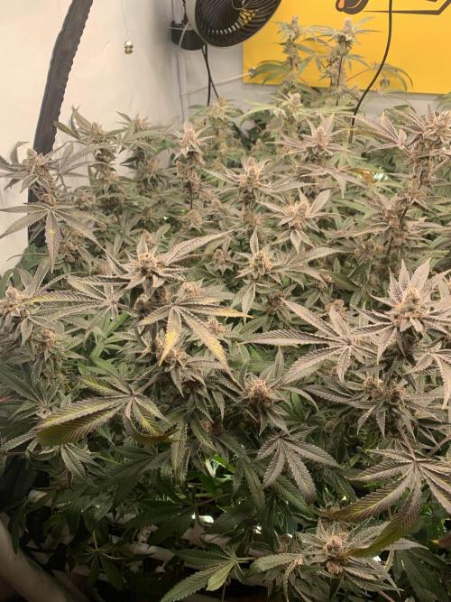 7.Grow: Kmintz & Radical Juice. Week 20 - 25.5. Radical Juice #1