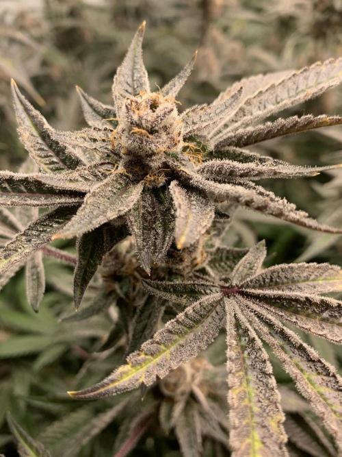 7.Grow: Kmintz & Radical Juice. Week 20 - 25.5. Radical Juice #1