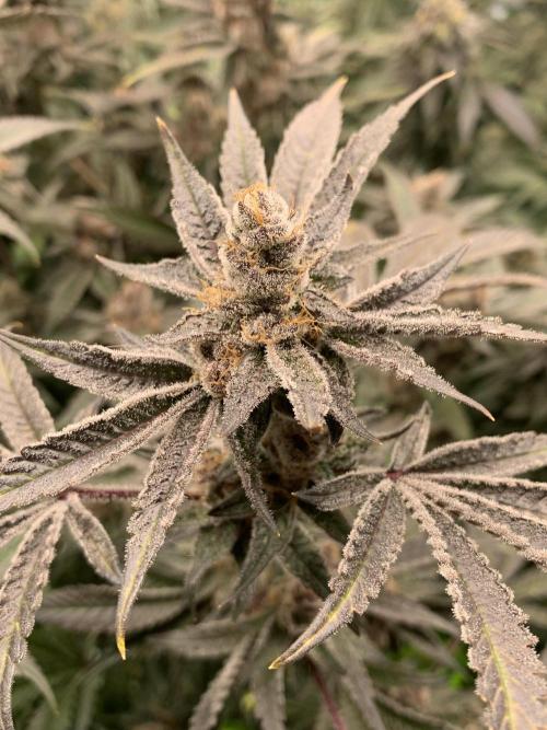 7.Grow: Kmintz & Radical Juice. Week 20 - 25.5. Radical Juice #1
