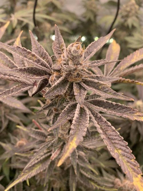 7.Grow: Kmintz & Radical Juice. Week 20 - 25.5. Radical Juice #1