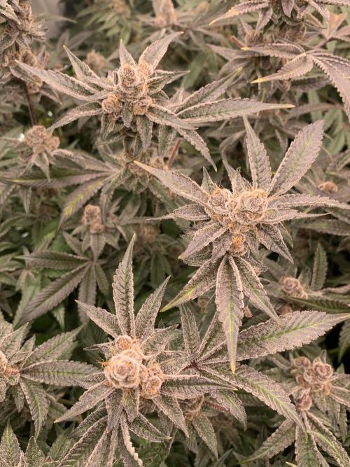 7.Grow: Kmintz & Radical Juice. Week 20 - 25.5. Radical Juice #1