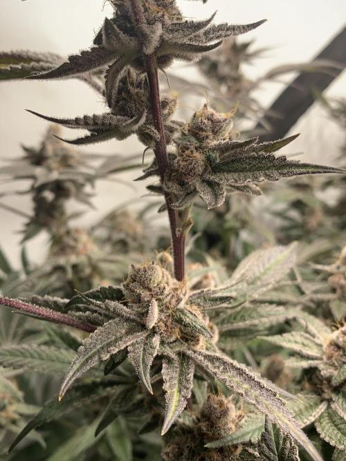 7.Grow: Kmintz & Radical Juice. Week 20 - 25.5. Radical Juice #1