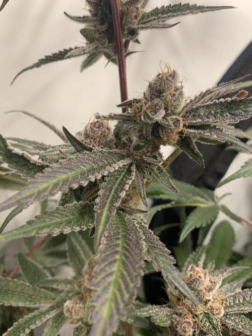 7.Grow: Kmintz & Radical Juice. Week 20 - 25.5. Radical Juice #1