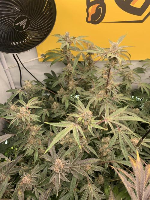 7.Grow: Kmintz & Radical Juice. Week 20 - 25.5. Radical Juice #2