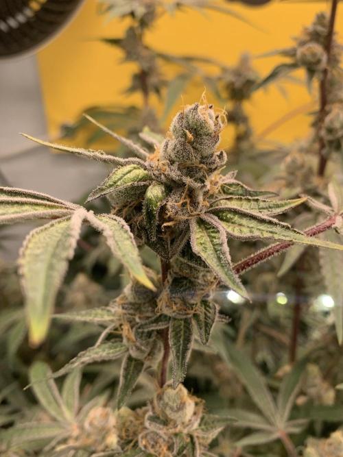 7.Grow: Kmintz & Radical Juice. Week 20 - 25.5. Radical Juice #2