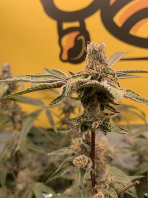 7.Grow: Kmintz & Radical Juice. Week 20 - 25.5. Radical Juice #2